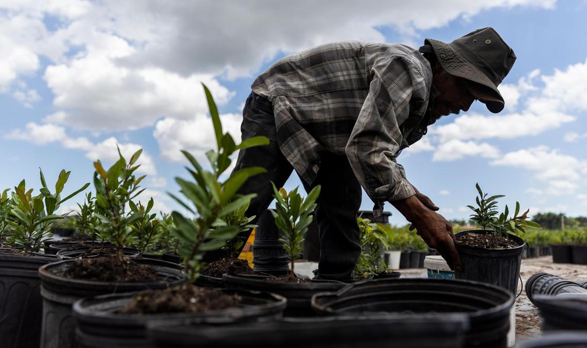 Felipe Vasquez, 46, works to fill plant pots with soil while working at his farm on Friday, April 21, 2023, in Homestead, Fla.