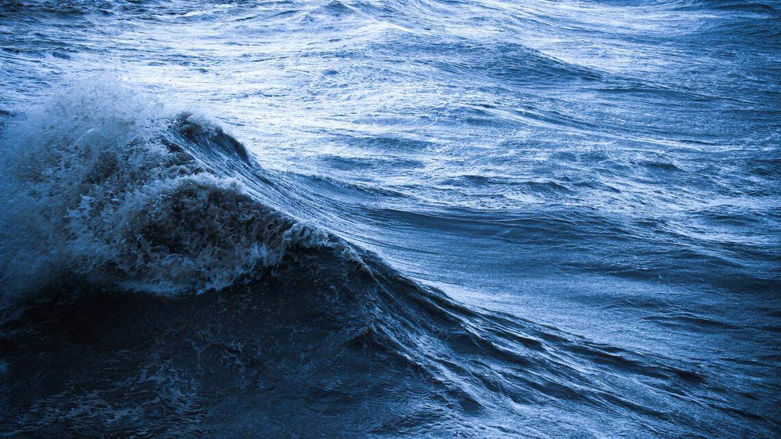 In the deep sea off the coast of Brazil, researchers dropped cow bones to the seafloor, then discovered a new species.