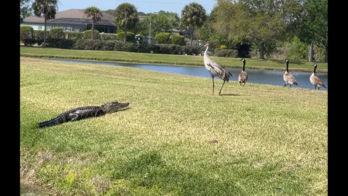 The video shows three Canada geese made sure to stay behind the sandhill crane for protection.