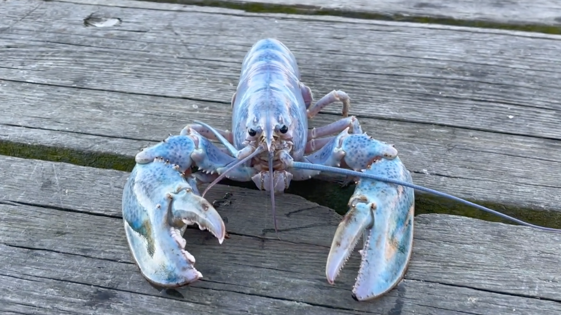 A lobsterman in Portland, Maine caught a rare “cotton candy” lobster, who needs a new home, estimated to be a “1 in 100 million find,” Get Maine Lobster said. 