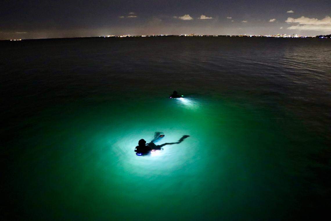 Researcher Caroline Dennison was surprised to find healthy brain coral colonies right off the seawall at Bill Baggs park.