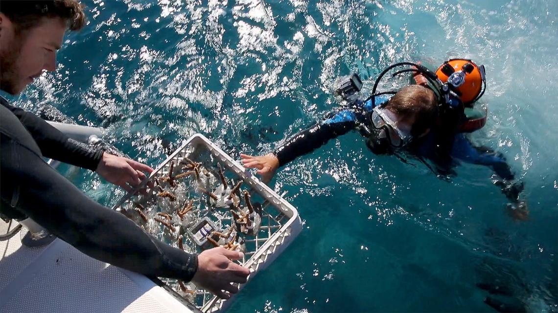 Dalton Hesley, research associate at the University of Miami, hands a set of staghorn coral ready for replanting to Nicolas Rivas, a student, during a Rescue a Reef dive on Wednesday November 20, 2019.