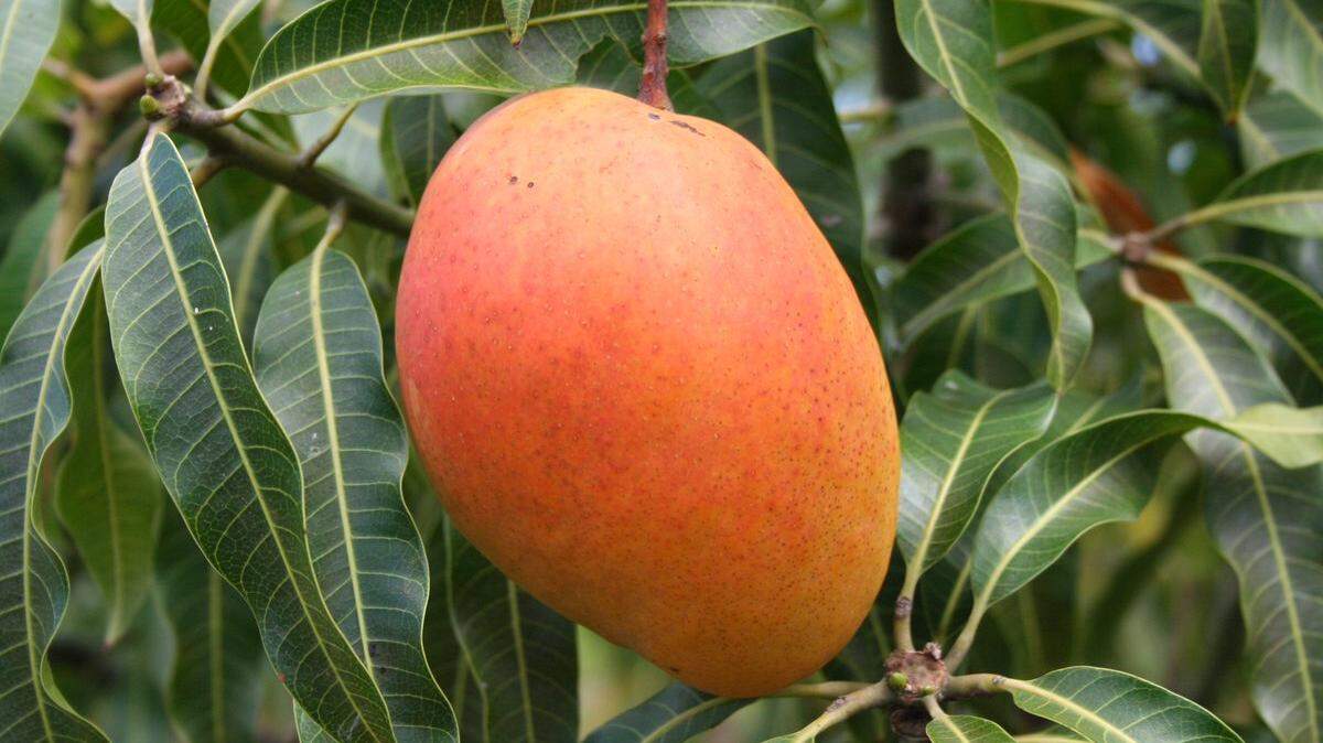 Angie mango trees bear fruit early in the season, usually May.