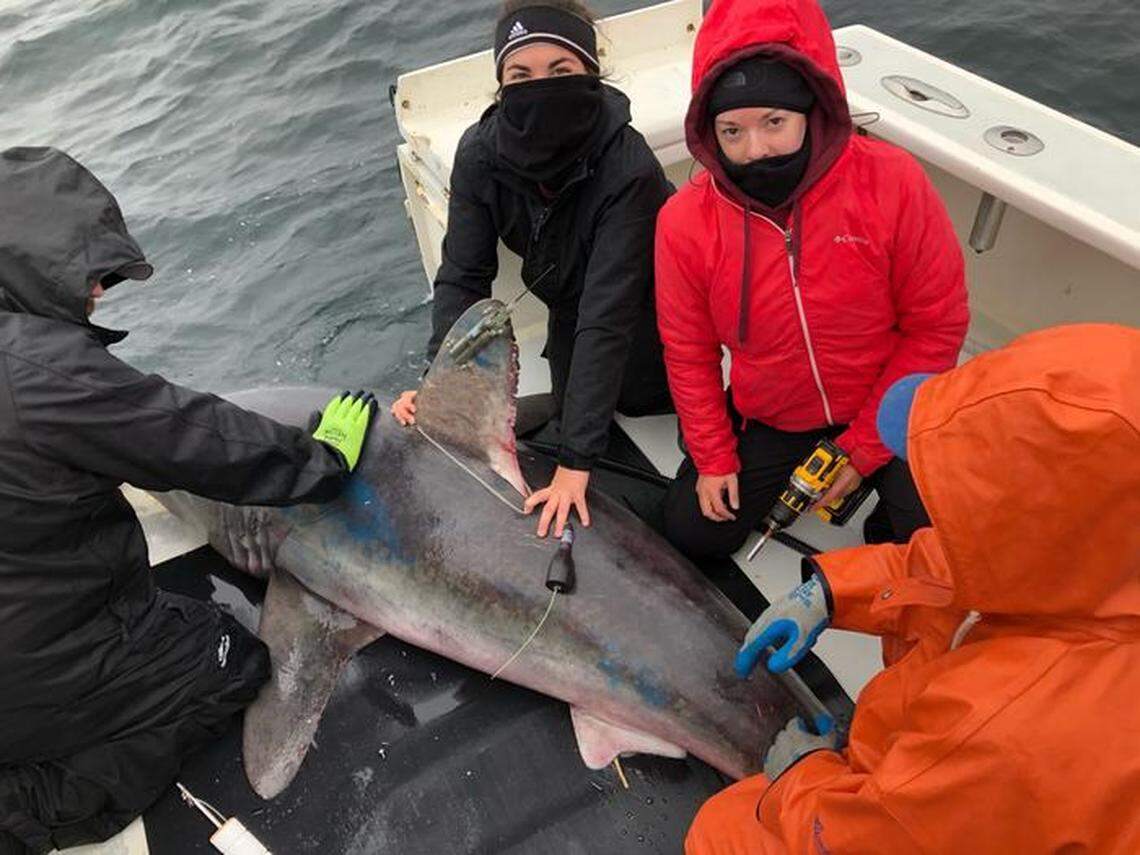 A research team led by Brooke Anderson (second from right) attached tags to the captured sharks, including a pregnant female.