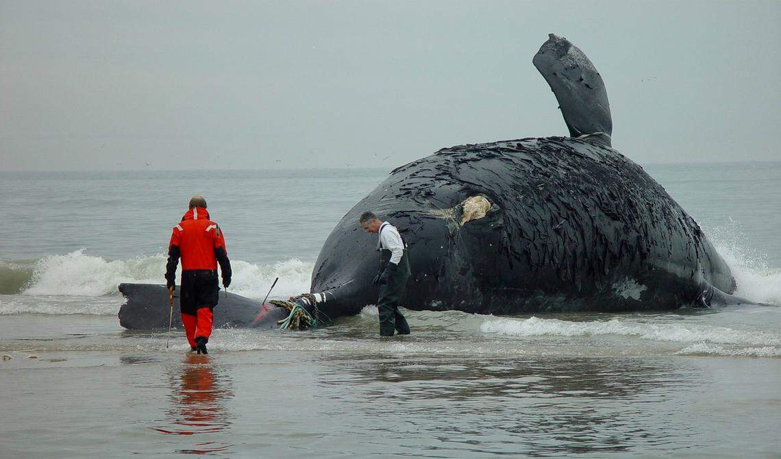 Researchers inspect the remains of an 80-ton female North Atlantic right whale in February 2004 along the Virginia coast, apparently killed by a ship strike. Only about 450 right whales remain.