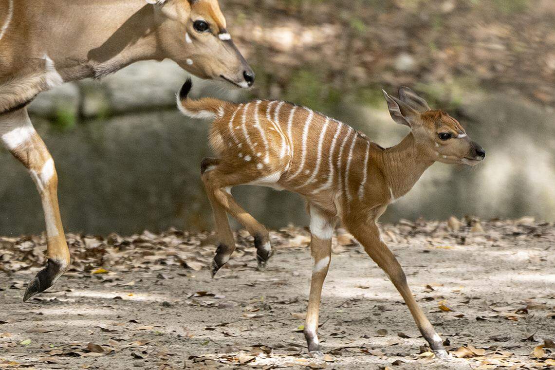 On Friday, June 3, 2022, Zoo Miami announced the recent births of three Nyala antelopes at the Miami-Dade facility. But you’ll have to wait a bit to seem them on their habitat as the zoo will remain closed June 3 and 4 due to a potential tropical storm, Alex.