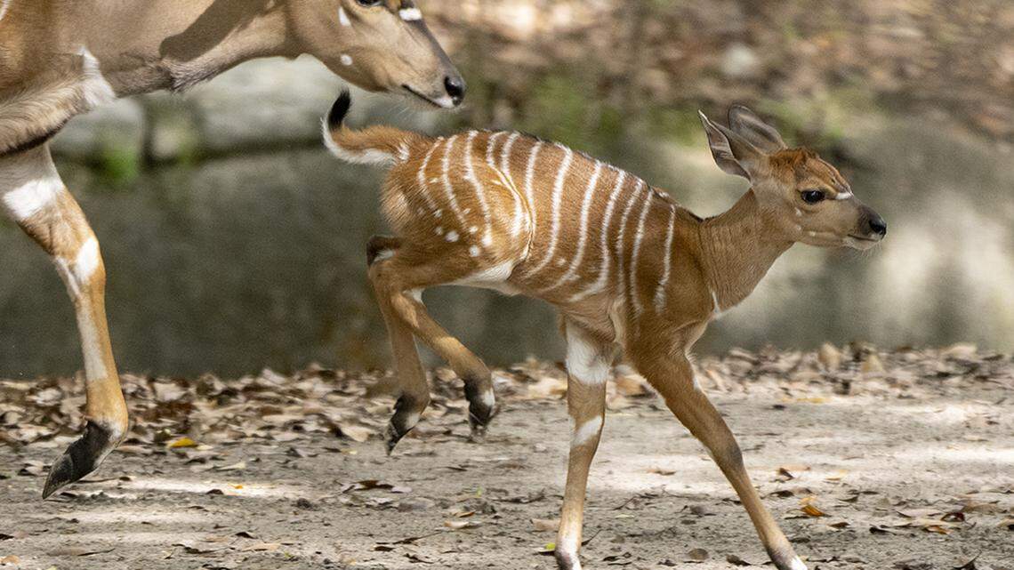 What’s canceled or closed as South Florida prepares for tropical weather? What we know