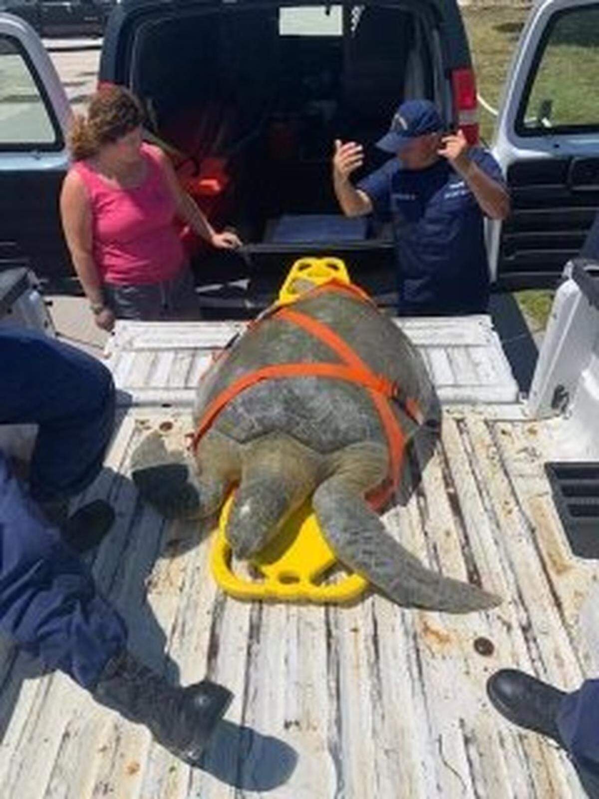 Atlas, a large green sea turtle, arrives by truck to the Turtle Hospital in the Middle Florida Keys city of Marathon, Monday, March 28, 2022.