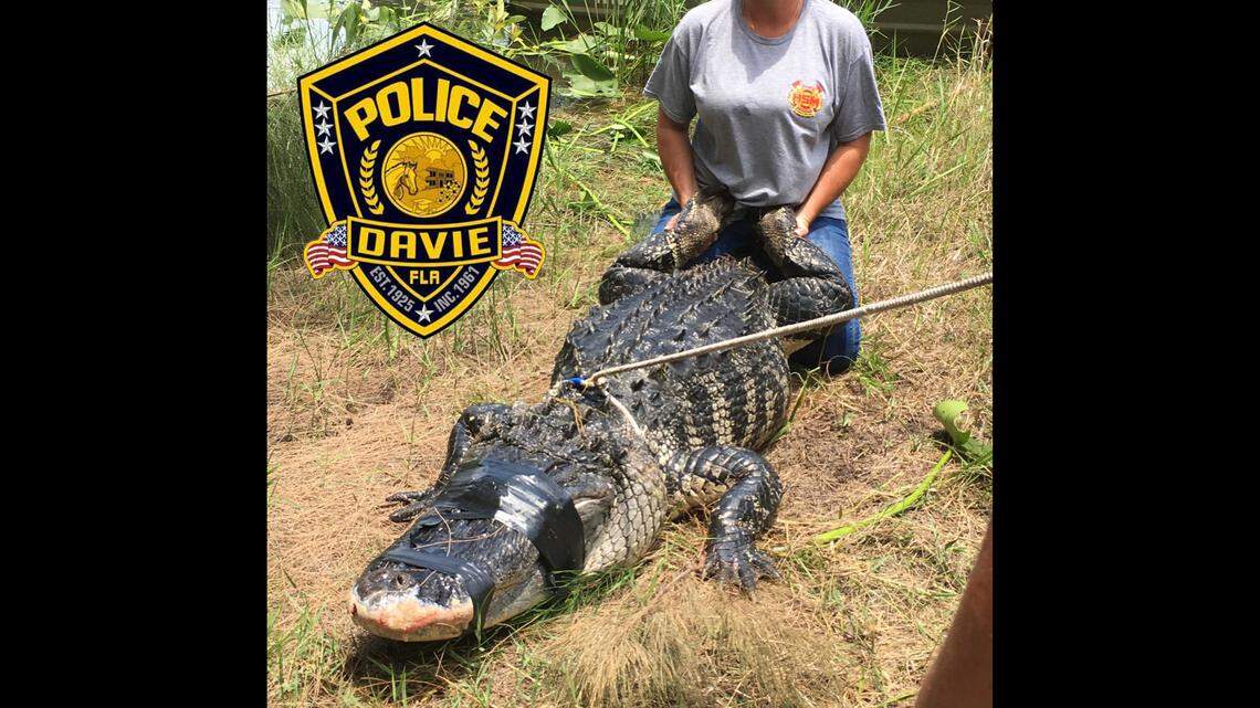 This is the alligator that was trapped at the incident in Davie. The alligator is believed to have dragged 47-year-old Shizuka Matsuki into a lake while she was walking her dogs Friday afternoon. They found body parts inside the reptile.