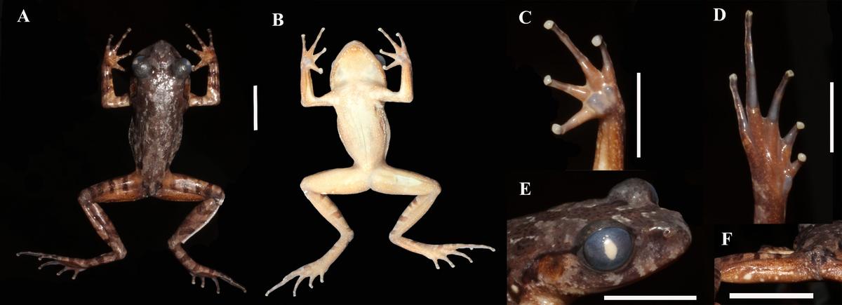 The body of the frog is “stocky” but its arms and legs are “slender.”