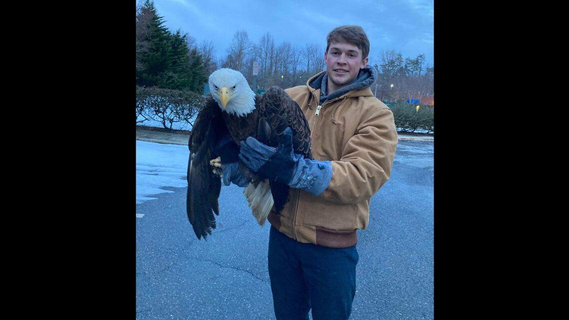 A Maryland Department of Natural Resources member of the Wildlife Response team holds the injured bald eagle before transportation for rehabilitation.