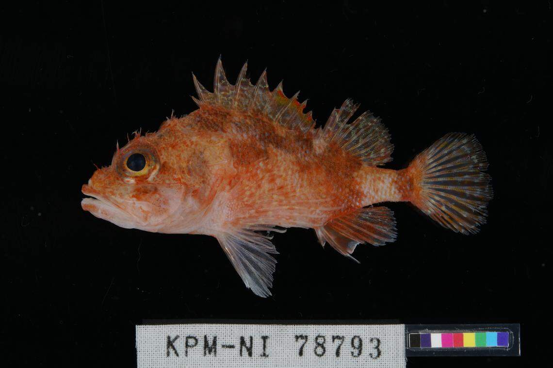 The spiky creature was revealed as a new species.