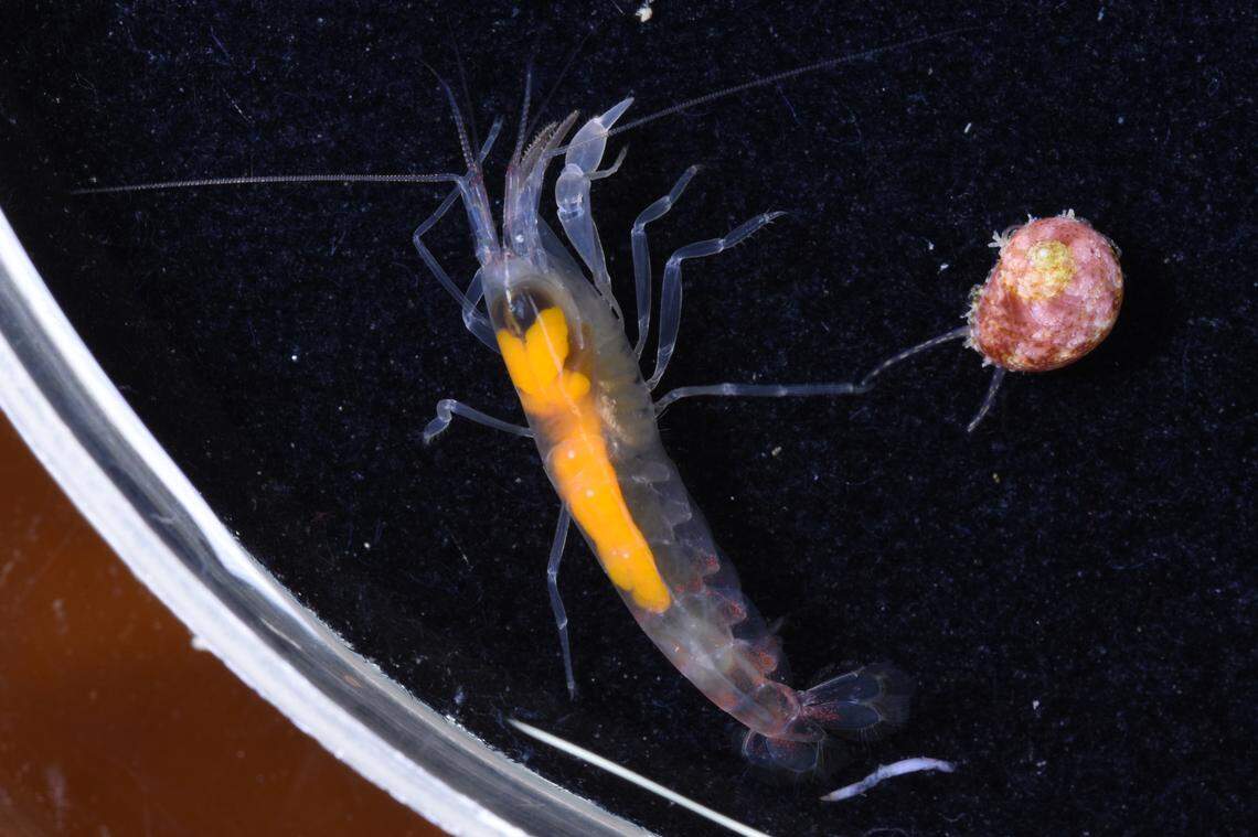 An Automate arturi, or Arthur’s snapping shrimp, swims in a petri dish.