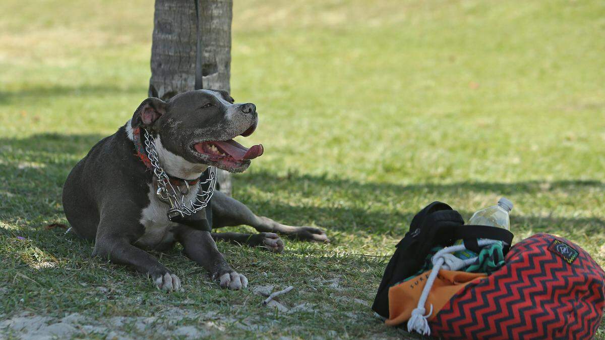 Zoey, una pit bull de cinco años, bajo las palmeras junto a su dueño Norman Cornavaca y su amigo Jimmy Amador mientras disfrutaban de un día soleado en South Pointe Beach, el lunes 3 de junio de 2019.