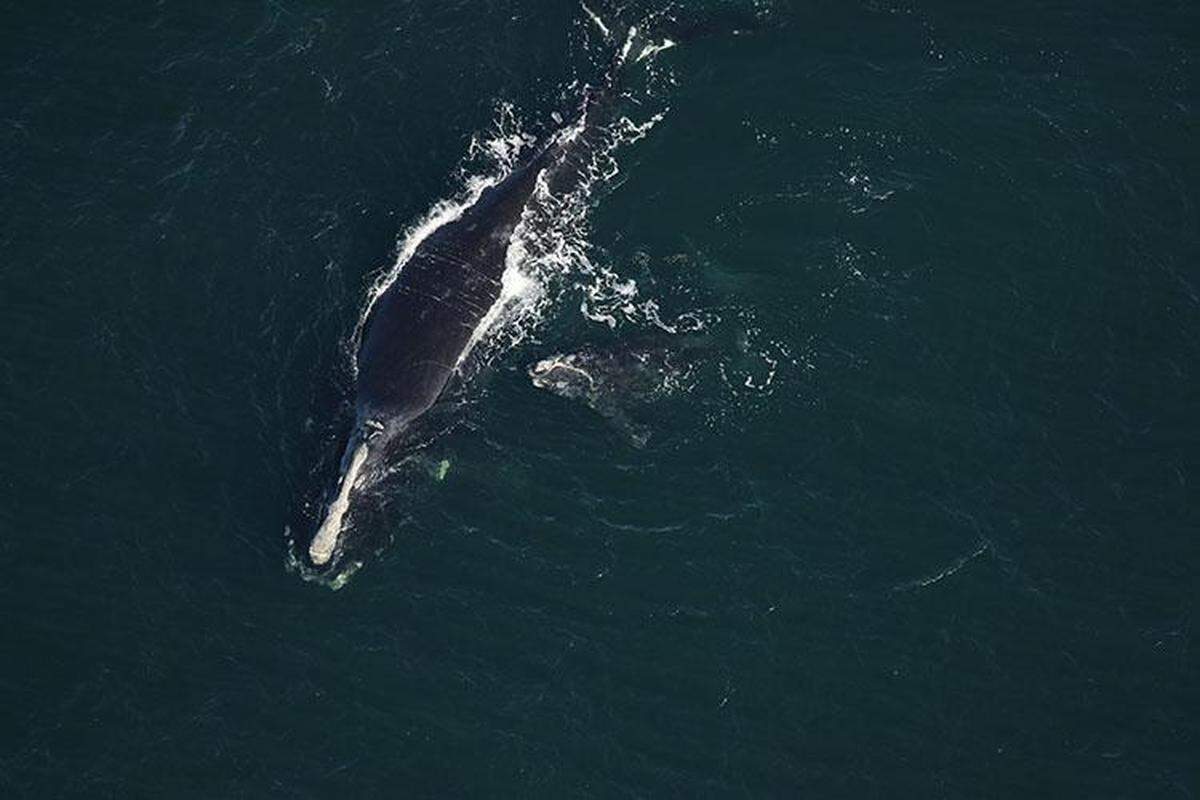 A 19-year-old North Atlantic right whale scientists named Infinity swims with her newborn calf off Amelia Island in northern Florida Jan. 17, 2021. A calf believed to be the one swimming with Infinity was found dead on a St. Augustine Beach Feb. 13, 2021.