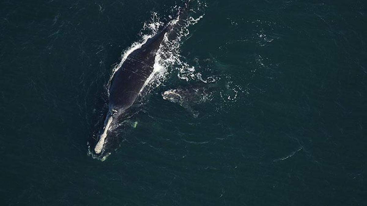 A 19-year-old North Atlantic right whale scientists named Infinity, swims with her newborn calf off Amelia Island in northern Florida Jan. 17, 2021. A calf believed to be the one swimming with Infinity was found dead on a St. Augustine Beach Feb. 13, 2021.