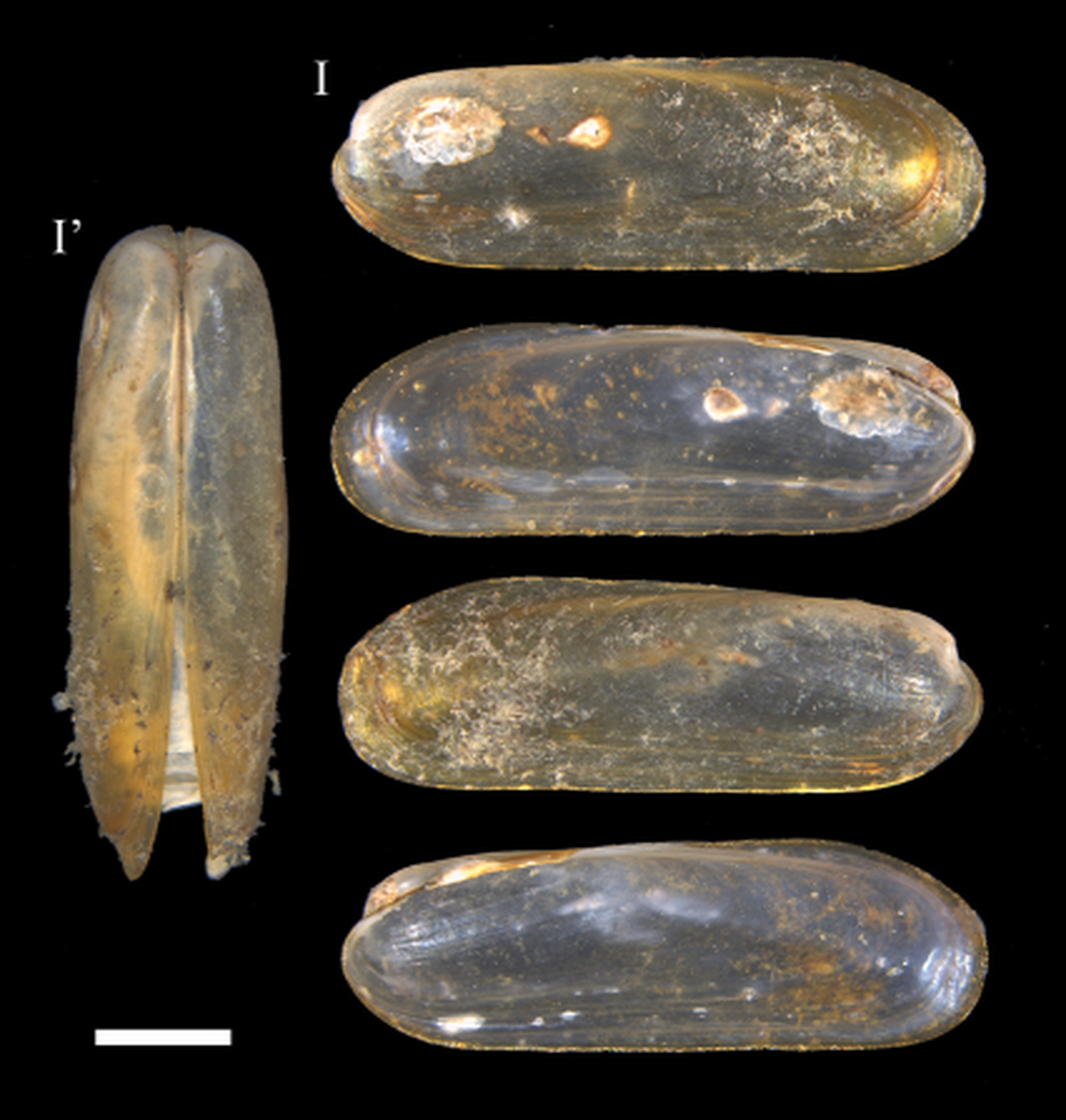 The shells of Idas sinensis are elongated and elliptical.