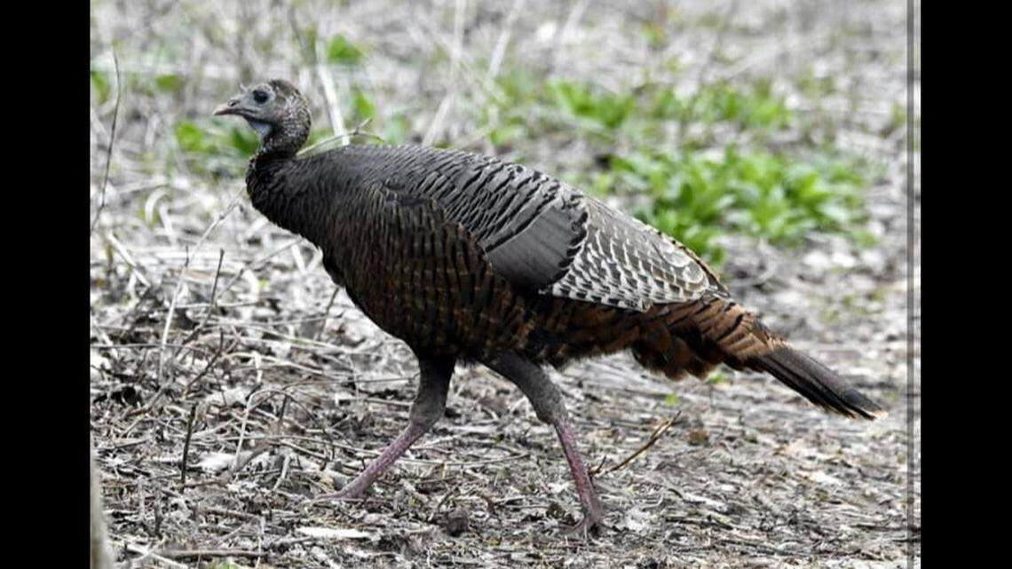Turkeys are “following and intimidating” residents, as well as a mail carrier, in a Massachusetts town, police said.