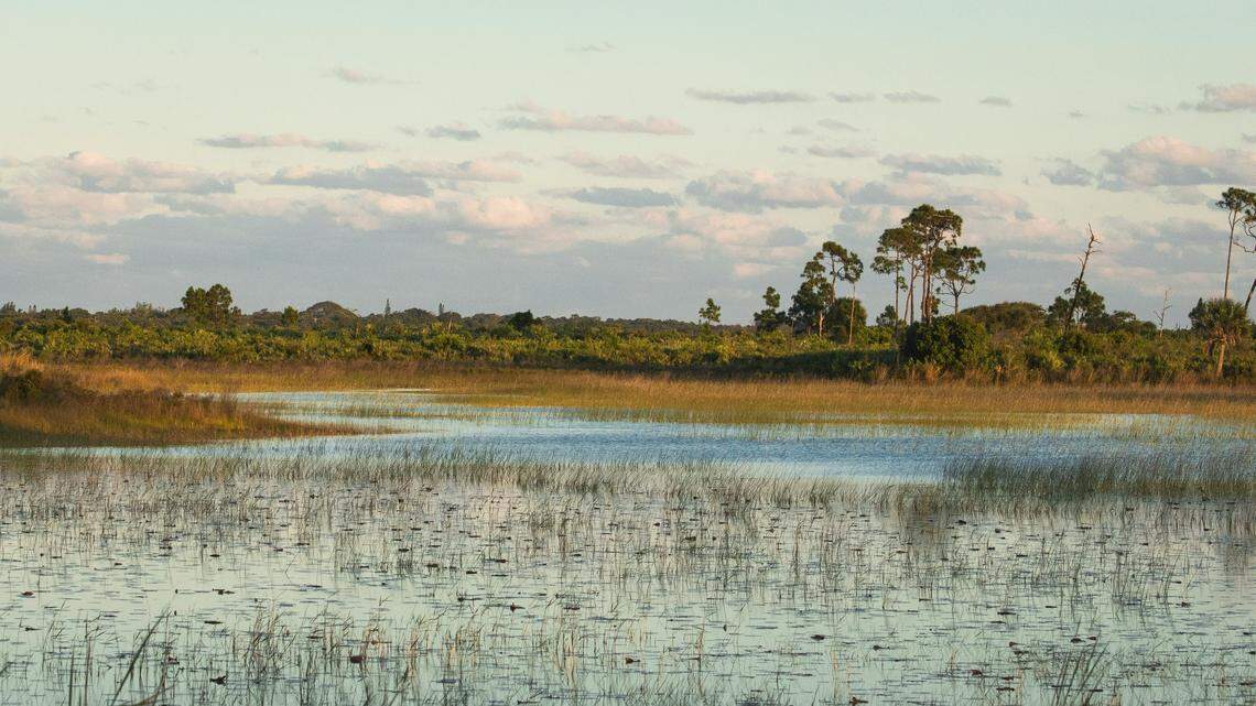 A homeowner in north Florida spotted the rare bird when it stopped for something to eat at her bird feeder, she told McClatchy News.