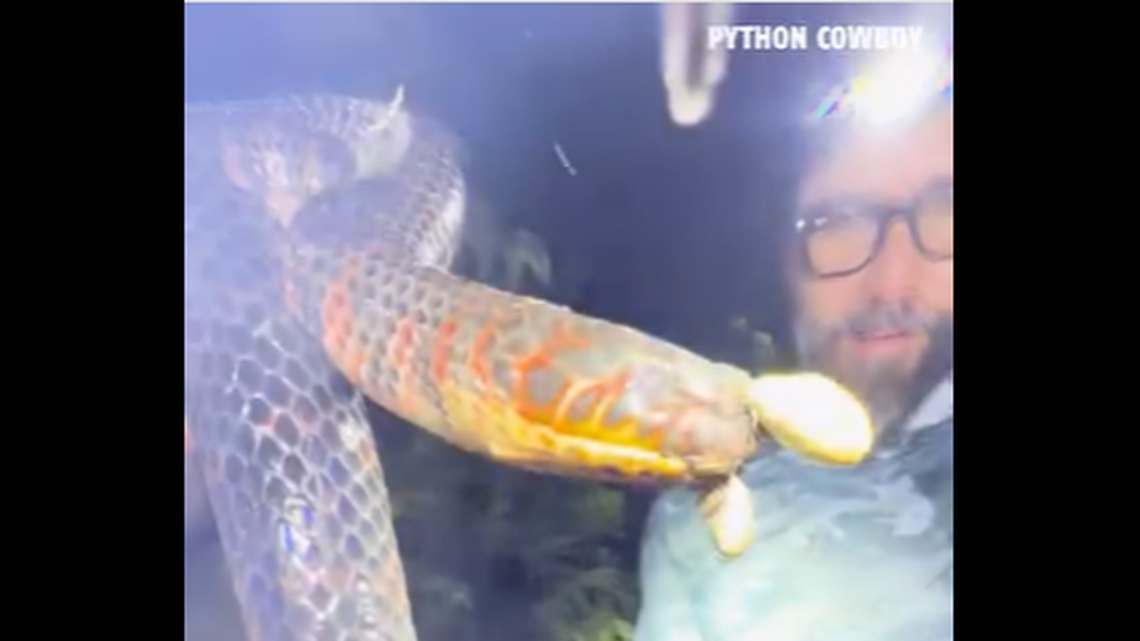 This large mudsnake recoiled as the hunters tried to help it by plucking off the swollen ticks.