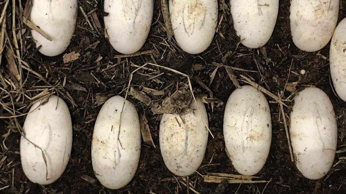 Adam Rosenblatt, a researcher at the University of North Florida, is studying whether alligator eggs react the same way to the rising temperatures that signal climate change as sea turtles do. For sea turtles, temperature determines sex and high temperatures have led to an abundance of female sea turtles.