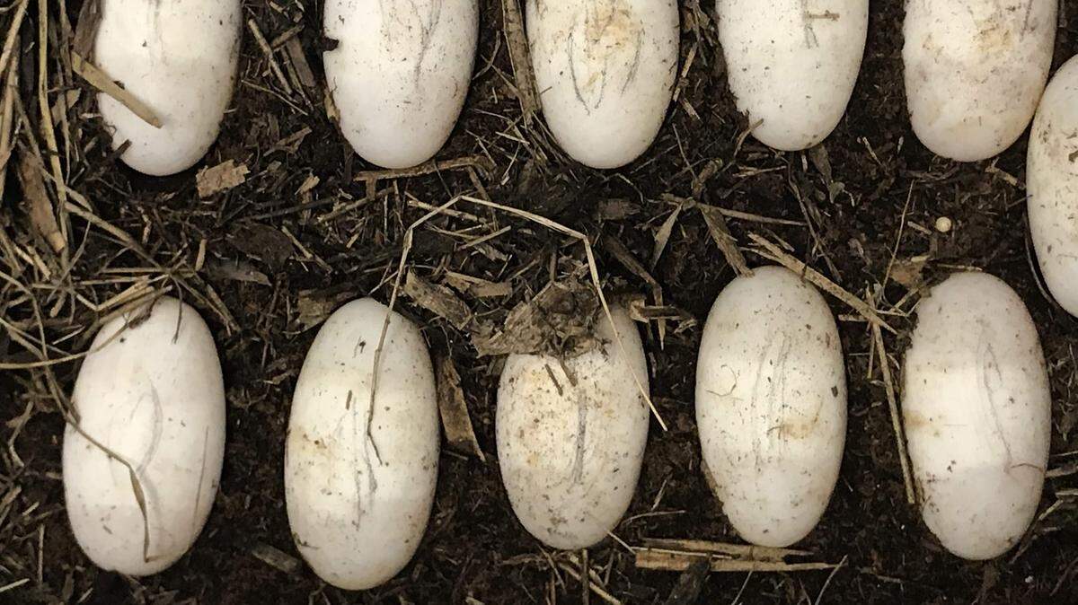 Adam Rosenblatt, a researcher at the University of North Florida, is studying whether alligator eggs react the same way to the rising temperatures that signal climate change as sea turtles do. For sea turtles, temperature determines sex and high temperatures have led to an abundance of female sea turtles.