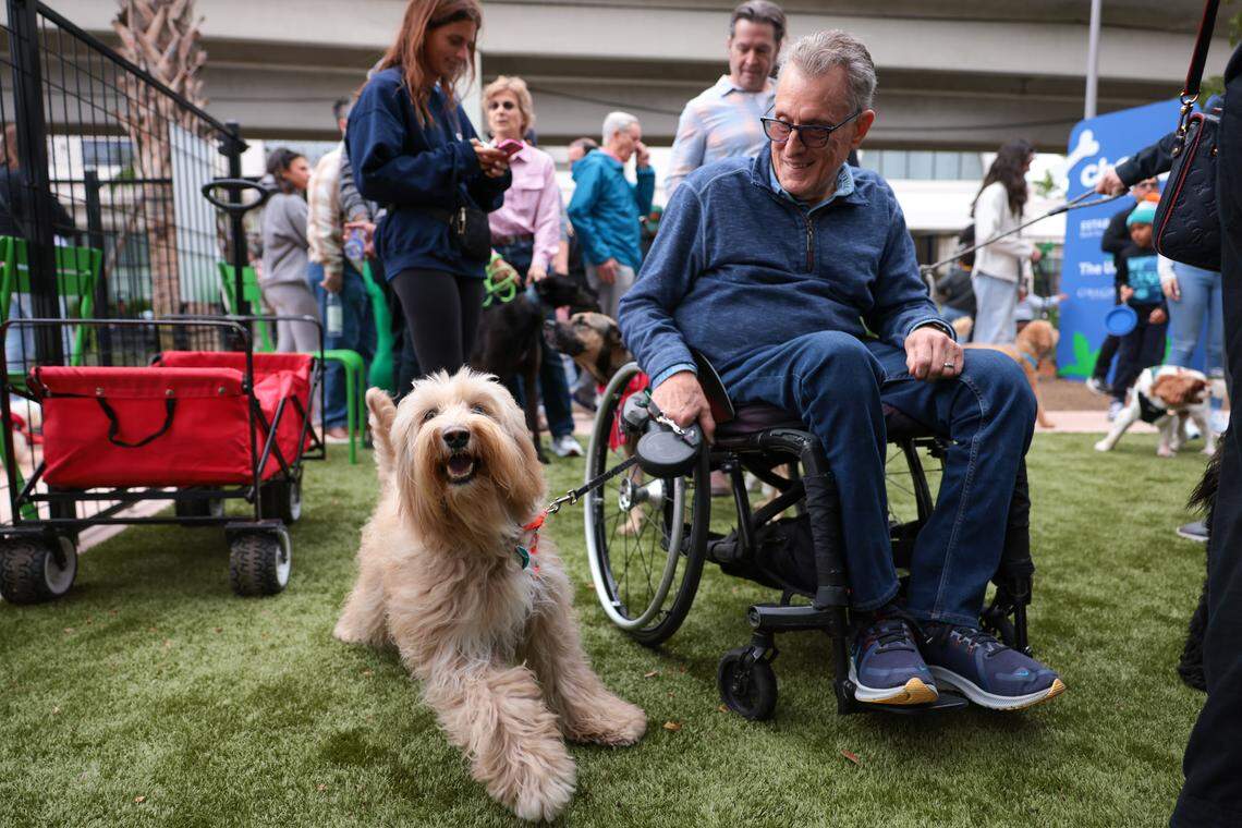 Autumn, a goldendoodle, arrives with John Crosby during the grand opening of the Chewy Bark Park at 4579 Ponce de Leon Blvd. in Coral Gables, Fla., Saturday, Jan. 31, 2026.