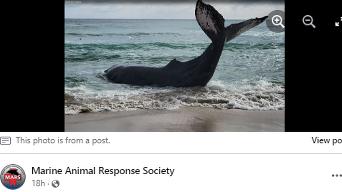 A live humpback was found struggling in the sand on a remote Canada beach and closer inspection revealed it was a whale that vanished from the Atlantic than three decades ago, according to the Marine Animal Response Society.