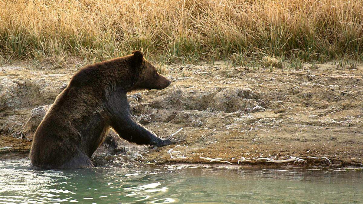 A Grizzly bear climbs out of Pelican Creek October 8, 2012 in the Yellowstone National Park in Wyoming.Yellowstone National Park is America's first national park. It was established in 1872. Yellowstone extends through Wyoming, Montana, and Idaho. The park's name is derived from the Yellowstone River, which runs through the park. AFP PHOTO/Karen BLEIER (Photo credit should read KAREN BLEIER/AFP/GettyImages)