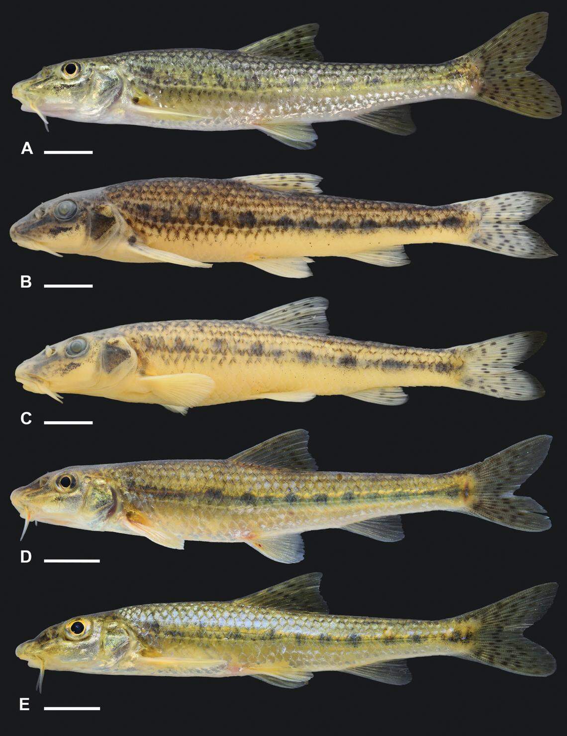 The fish have silvery bellies and barbels hanging from their faces, researchers said.