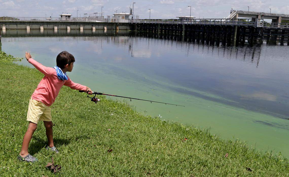 Zayden Drake Taylor, 6, cast his line into thick algae at the W.P. Franklin Lock and Dam park on Wednesday. Anglers often find tilapia and other fish in the river but Taylor relative, Nickey Guffey, said algae is keeping most anglers away. Photo by Pedro Portal/Miami Herald Staff