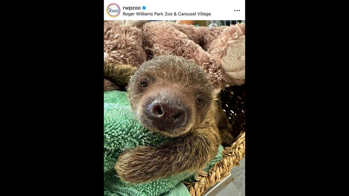 A zoo in Rhode Island welcomed the birth of a baby sloth, officials said.