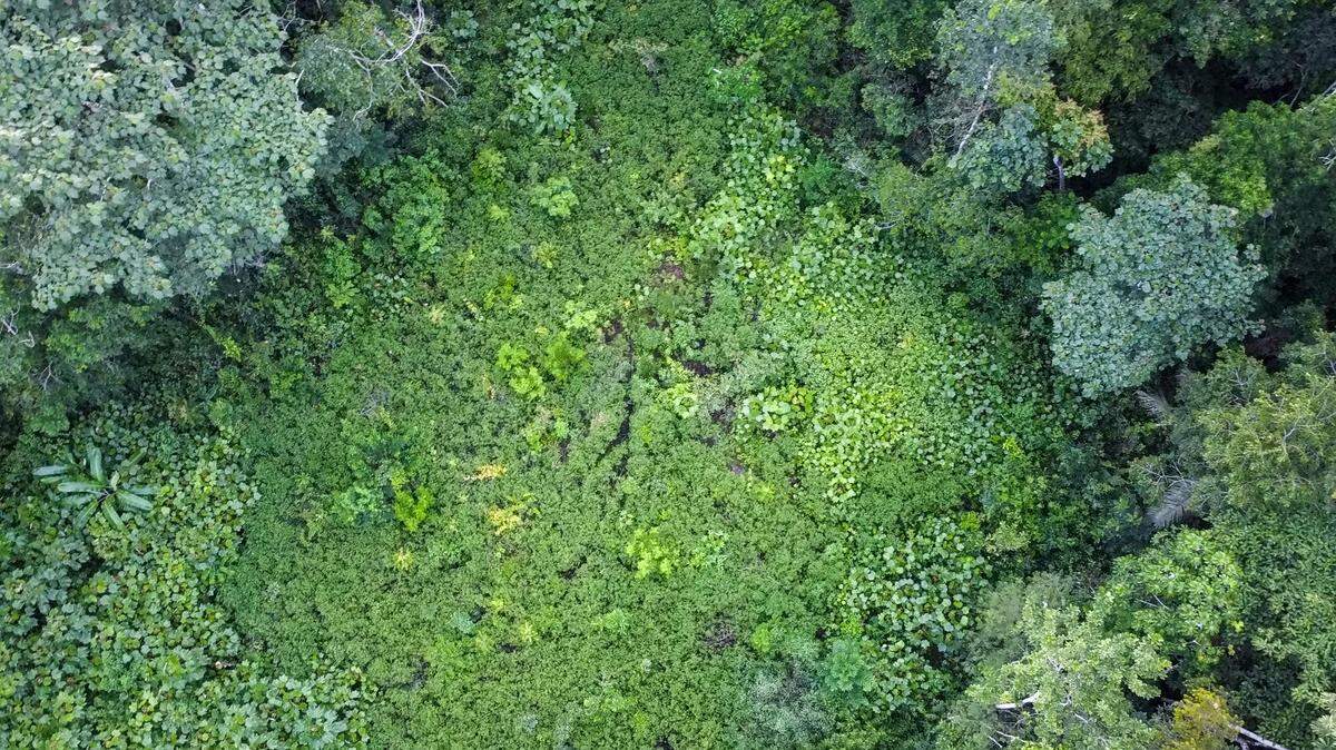 aerial view of amazon rainforest vine snake