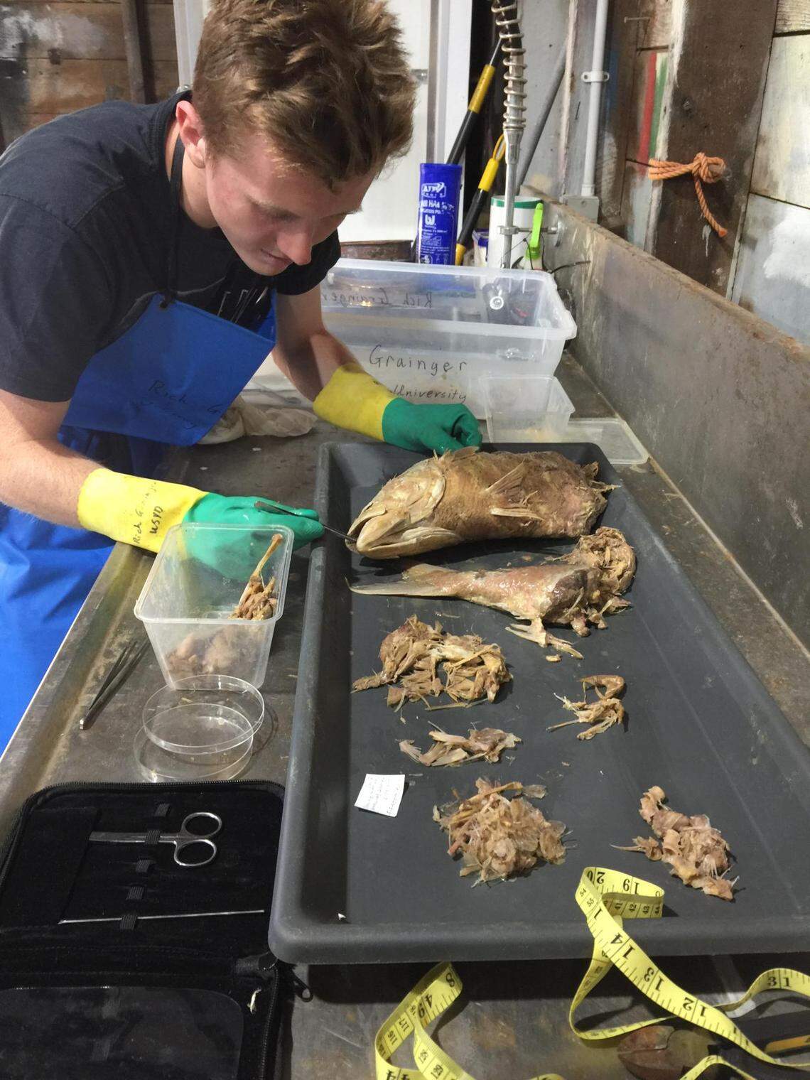 Lead author Richard Grainger examining contents of a white shark’s stomach at the Sydney Institute of Marine Science.