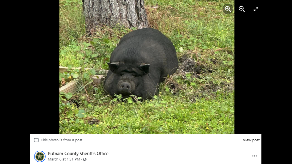 An escaped pot-bellied pig made a home for herself at the playground of a children’s learning center, Florida deputies said.