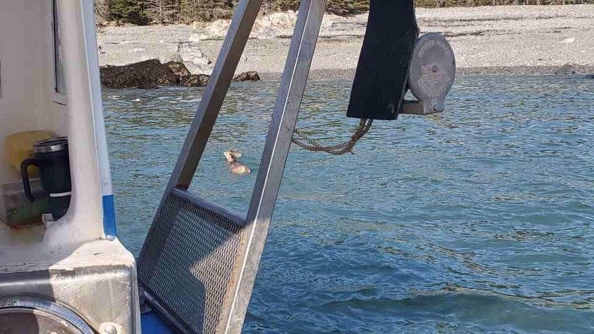 A lobster boat crew rescued a deer swimming 5 miles off the coast of Maine.