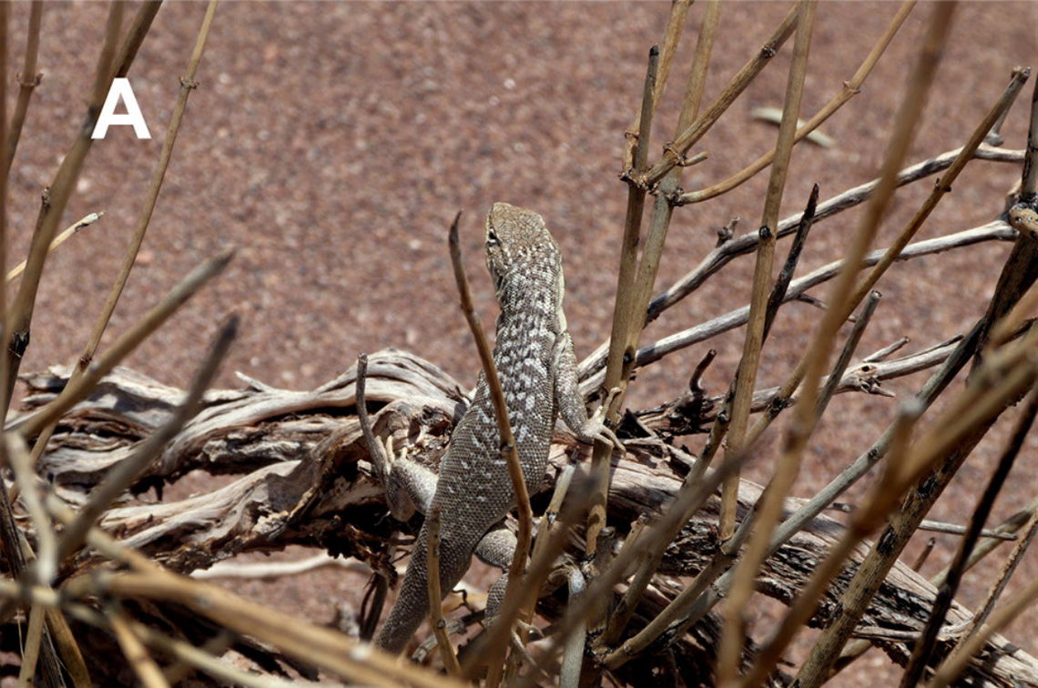 A Liolaemus kulinko, or Aguada Pichana iguana, perched on a bush.