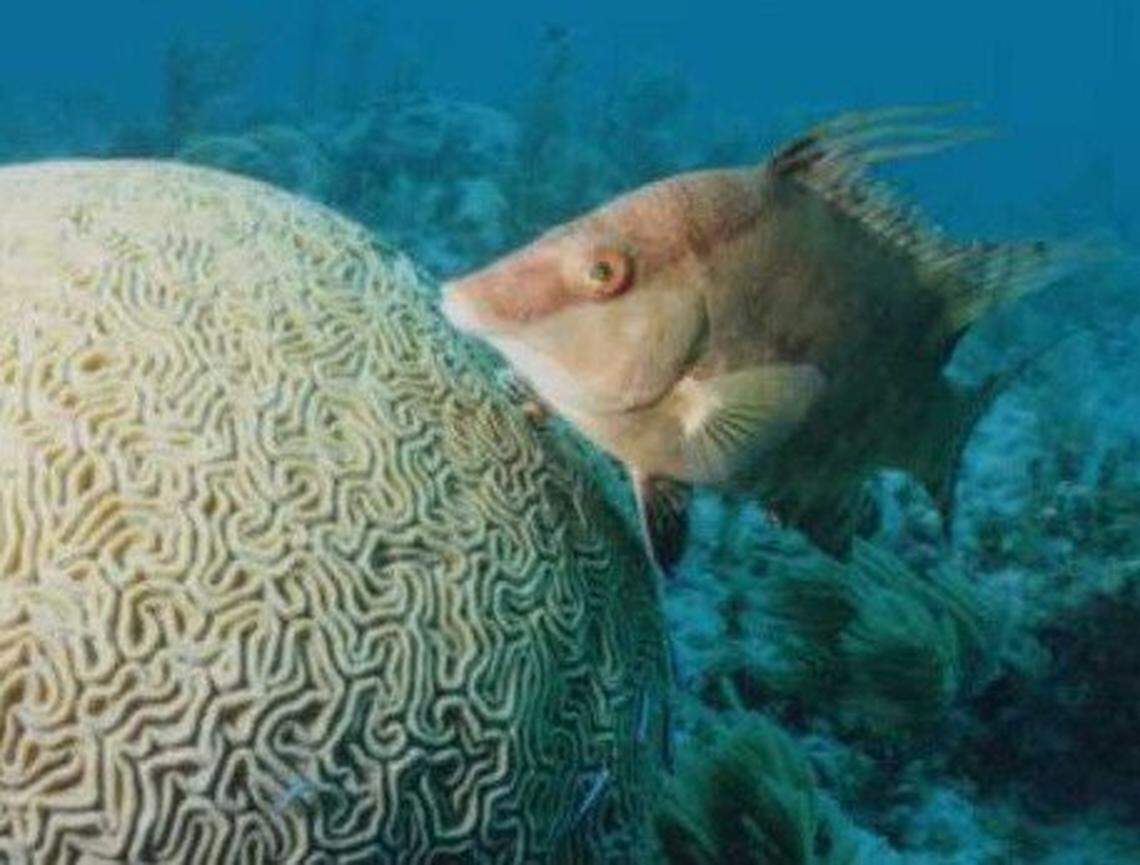 The overhaul of Cuba’s fishing regulations should help preserve the coral reefs in the Florida Keys, say some U.S. environmentalists. A hogfish swims past a brain coral in the Florida Keys.
