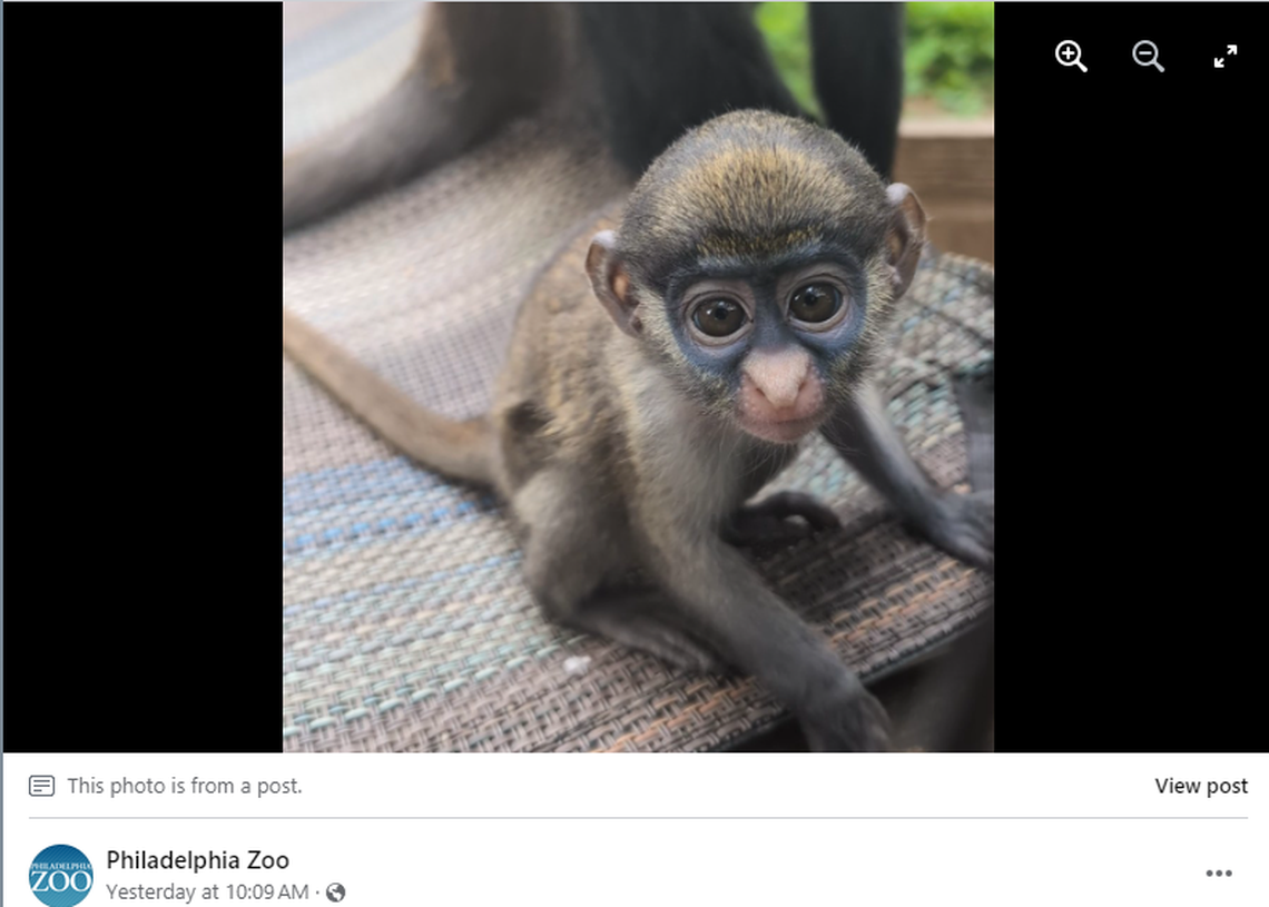 Khari can be seen by visitors at the zoo.