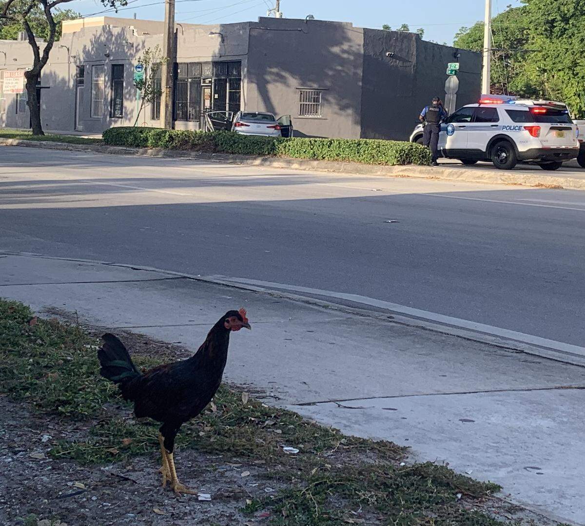 The crash of the carjacked car at Southwest 22nd Avenue and Fourth Street didn’t interrupt the Sunday morning routine for the nearby Little Havana chickens and chicken families.