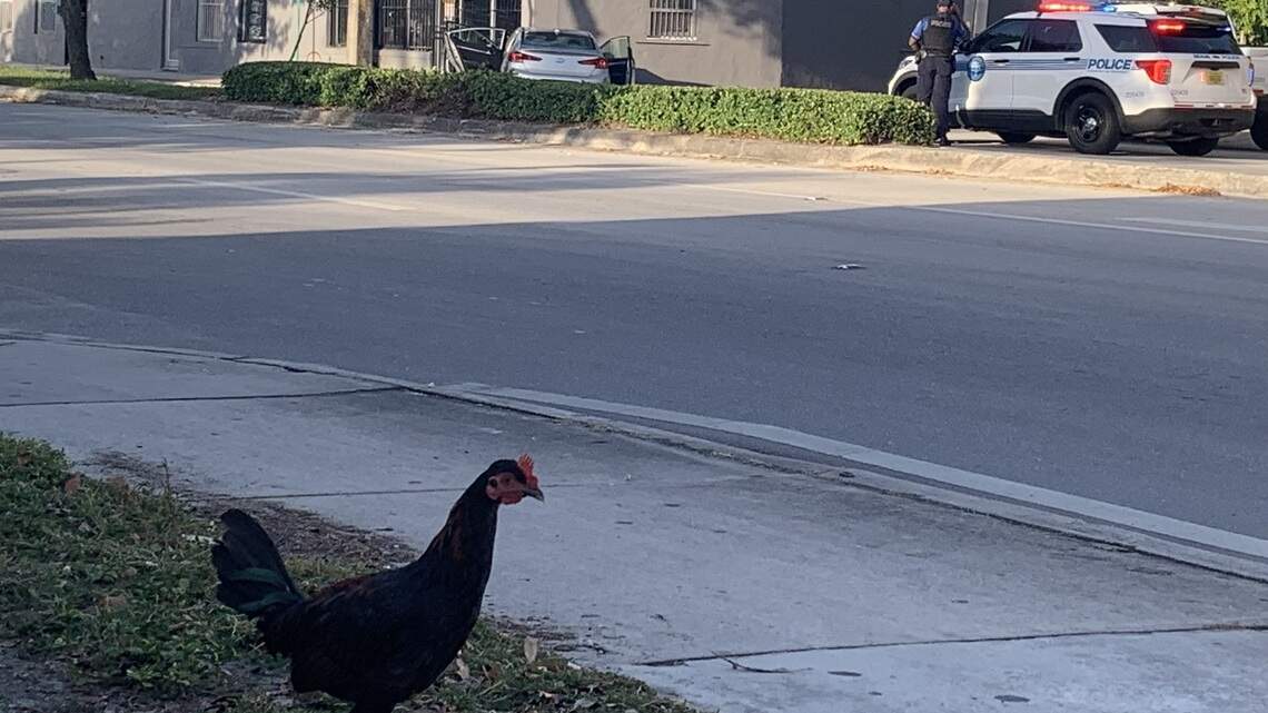 A man and two boys arrested as suspects in Miami carjacking and car vs. building