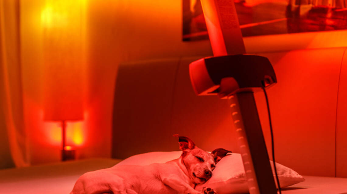 Paris Hilton Allegedly Uses Red Light Therapy on Her Dog, but Can You Use Your Face Mask? Vets Weigh In
