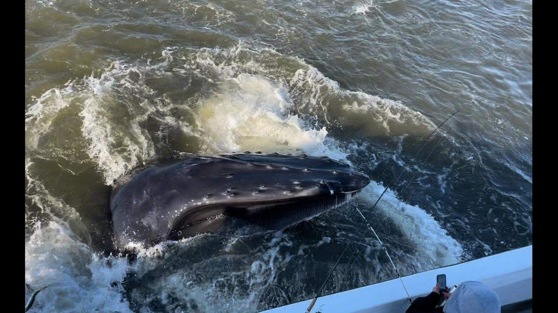 The whale was just feet from the boat.