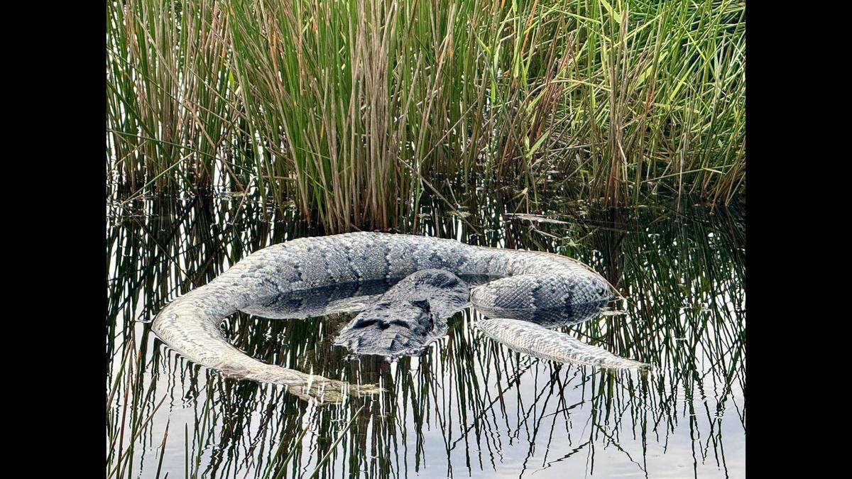 The alligator held onto the dead snake for days at it tried to tear the carcass into bite-sized bits, Alison Joslyn says.