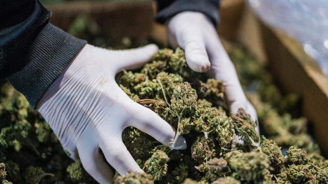 A new Oregon State University study suggests that cannabis compounds can prevent COVID-19 from infecting human cells. Smoking marijuana won’t help, experts say.