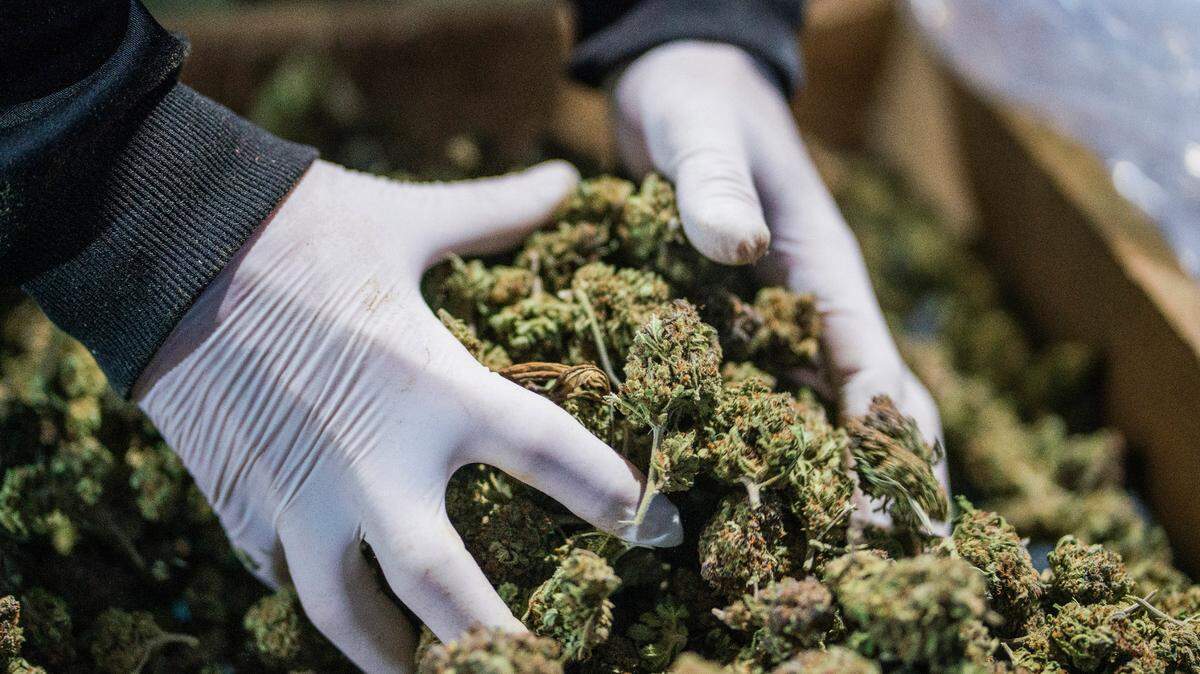 A new Oregon State University study suggests that cannabis compounds can prevent COVID-19 from infecting human cells. Smoking marijuana won’t help, experts say.