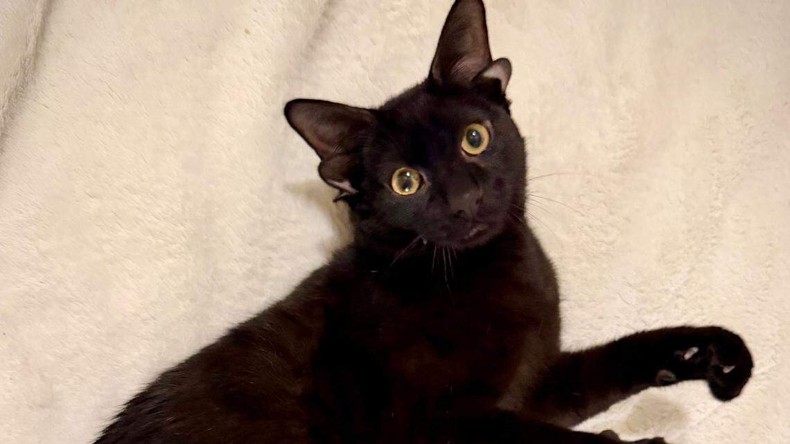 dobby the cat double ear cat