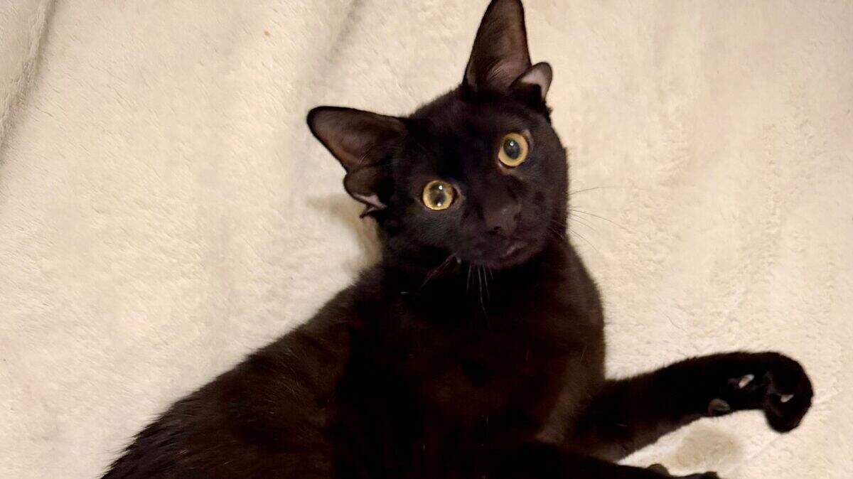 dobby the cat double ear cat