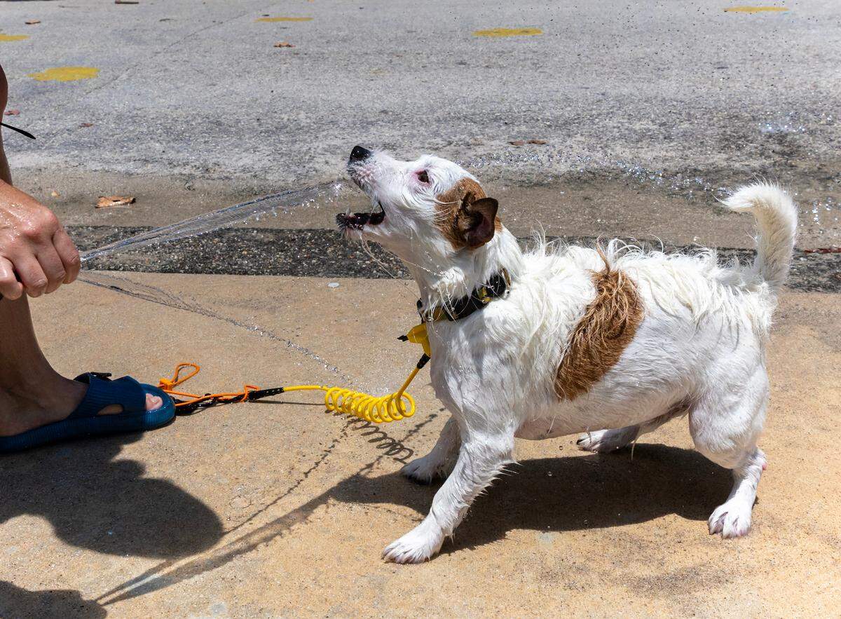 Beachgoer Julia Brad sprays water to cool down her Jack Russell Bony after enjoying the hot, sunny day at Haulover Park Beach on Tuesday, May 28, 2024 in Miami Beach, Florida.