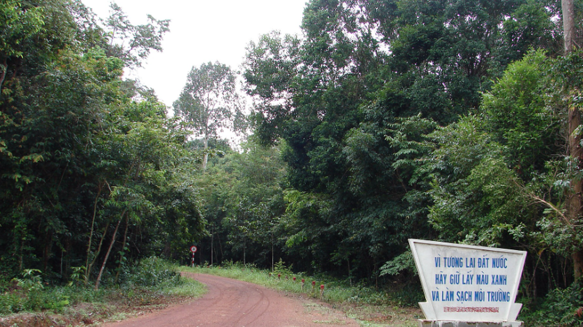 In forested areas of Vietnam and Cambodia, four new species of big-headed creatures were discovered.
